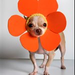Recommandations pour l'URL de base de votre site
