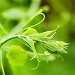 Ten Ways to Green Your Website